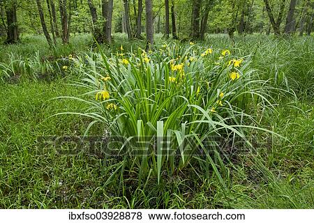 Stock Photo - "Yellow Iris (Iris pseudacorus), flowering in an alder carr, Black Alder (Alnus glutinosa), Lower Saxony, Germany, Europe". Fotosearch