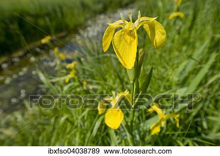"Yellow iris (Iris pseudacorus), flowering, Dromling nature reserve, Lower Saxony, Germany, Europe" View Large Photo Image Stock Photo - "Yellow iris (Iris pseudacorus), flowering, Dromling nature reserve, Lower Saxony, Germany, Europe". Fotosearch