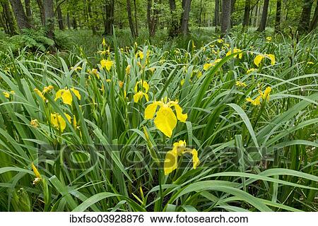 Stock Photograph - "Yellow Iris (Iris pseudacorus), flowering in an alder carr, Black Alder (Alnus glutinosa), Lower Saxony, Germany, Europe". Fotosearch
