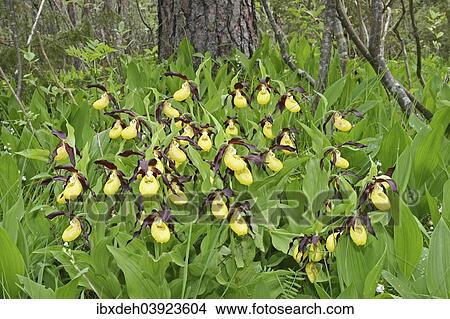 "Yellow Lady's Slipper (Cypripedium calceolus), Lech valley, Tyrol, Austria, Europe" View Large Photo Image Picture - "Yellow Lady's Slipper (Cypripedium calceolus), Lech valley, Tyrol, Austria, Europe". Fotosearch