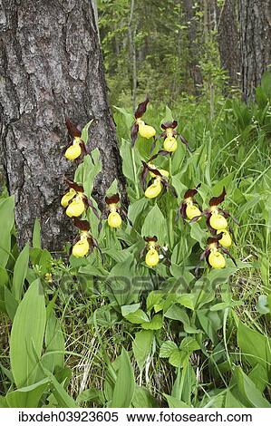 "Yellow Lady's Slipper (Cypripedium calceolus), Lech valley, Tyrol, Austria, Europe" View Large Photo Image Stock Photography - "Yellow Lady's Slipper (Cypripedium calceolus), Lech valley, Tyrol, Austria, Europe". Fotosearch