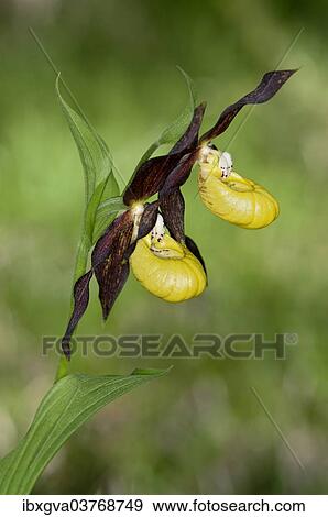 "Yellow Lady's Slipper or Lady's Slipper Orchid (Cypripedium calceolus), Canton of Schwyz, Switzerland, Europe" View Large Photo Image Stock Photo - "Yellow Lady's Slipper or Lady's Slipper Orchid (Cypripedium calceolus), Canton of Schwyz, Switzerland, Europe". Fotosearch