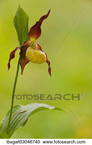 "Yellow Lady's Slipper Orchid (Cypripedium calceolus), flowering, Germany, Europe" View Large Photo Image Stock Image - "Yellow Lady's Slipper Orchid (Cypripedium calceolus), flowering, Germany, Europe". Fotosearch