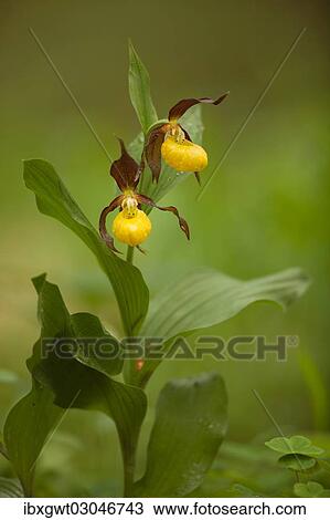 "Yellow Lady's Slipper Orchid (Cypripedium calceolus), flowering, Germany, Europe" View Large Photo Image Stock Image - "Yellow Lady's Slipper Orchid (Cypripedium calceolus), flowering, Germany, Europe". Fotosearch