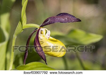 "Yellow Lady's Slipper Orchid (Cypripedium calceolus), Meissner Natural Park, Hesse, Germany, Europe" View Large Photo Image Stock Image - "Yellow Lady's Slipper Orchid (Cypripedium calceolus), Meissner Natural Park, Hesse, Germany, Europe". Fotosearch