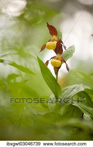 "Yellow Lady's Slipper Orchid (Cypripedium calceolus), flowering, Germany, Europe" View Large Photo Image Stock Photo - "Yellow Lady's Slipper Orchid (Cypripedium calceolus), flowering, Germany, Europe". Fotosearch