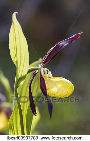 "Yellow Lady's Slipper Orchid (Cypripedium calceolus), Meissner Natural Park, Hesse, Germany, Europe" View Large Photo Image Stock Photo - "Yellow Lady's Slipper Orchid (Cypripedium calceolus), Meissner Natural Park, Hesse, Germany, Europe". Fotosearch