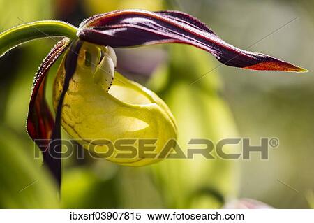 "Yellow Lady's Slipper Orchid (Cypripedium calceolus), Meissner Natural Park, Hesse, Germany, Europe" View Large Photo Image Stock Photography - "Yellow Lady's Slipper Orchid (Cypripedium calceolus), Meissner Natural Park, Hesse, Germany, Europe". Fotosearch
