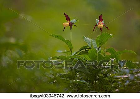 "Yellow Lady's Slipper Orchids (Cypripedium calceolus), flowering group, Germany, Europe" View Large Photo Image Stock Image - "Yellow Lady's Slipper Orchids (Cypripedium calceolus), flowering group, Germany, Europe". Fotosearch
