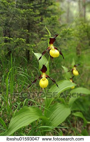 Yellow Lady's Slipper Orchids (Cypripedium calceolus) in a forest View Large Photo Image Stock Photo - Yellow Lady's Slipper Orchids (Cypripedium calceolus) in a forest. Fotosearch