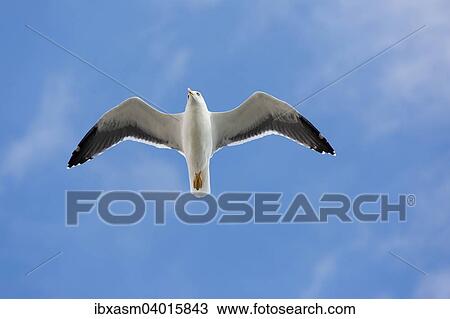 "Yellow-legged gull (Larus michahellis) in flight, Portugal, Europe" View Large Photo Image Stock Image - "Yellow-legged gull (Larus michahellis) in flight, Portugal, Europe". Fotosearch