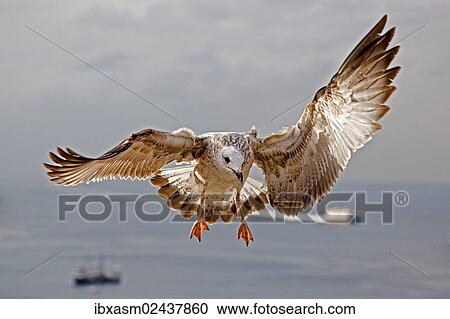 "Yellow-legged Gull (Larus michahellis), juvenile plumage, Istanbul, Turkey, Asia" View Large Photo Image Stock Image - "Yellow-legged Gull (Larus michahellis), juvenile plumage, Istanbul, Turkey, Asia". Fotosearch