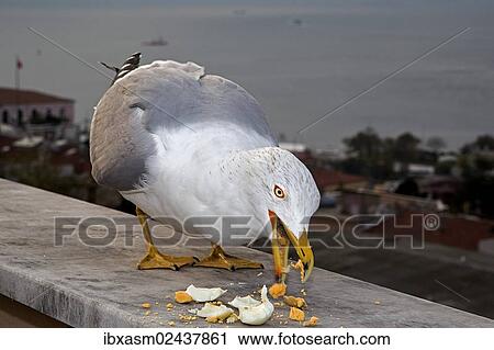 "Yellow-legged Gull (Larus michahellis), Istanbul, Turkey, Asia" View Large Photo Image Stock Image - "Yellow-legged Gull (Larus michahellis), Istanbul, Turkey, Asia". Fotosearch