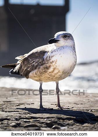 "Yellow-legged gull (Larus michahellis), standing on the harbor wall, Essaouira, Morocco, Africa" View Large Photo Image Stock Image - "Yellow-legged gull (Larus michahellis), standing on the harbor wall, Essaouira, Morocco, Africa". Fotosearch