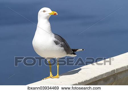 "Yellow-legged gull (Larus michahellis), Majorca, Balearic Islands, Spain, Europe" View Large Photo Image Stock Photo - "Yellow-legged gull (Larus michahellis), Majorca, Balearic Islands, Spain, Europe". Fotosearch