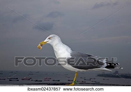 "Yellow-legged Gull (Larus michahellis), Istanbul, Turkey, Asia" View Large Photo Image Stock Photo - "Yellow-legged Gull (Larus michahellis), Istanbul, Turkey, Asia". Fotosearch