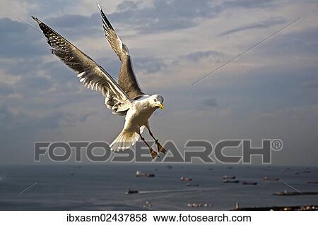 "Yellow-legged Gull (Larus michahellis), Istanbul, Turkey, Asia" View Large Photo Image Stock Photo - "Yellow-legged Gull (Larus michahellis), Istanbul, Turkey, Asia". Fotosearch