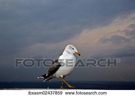 "Yellow-legged Gull (Larus michahellis), Istanbul, Turkey, Asia" View Large Photo Image Stock Photo - "Yellow-legged Gull (Larus michahellis), Istanbul, Turkey, Asia". Fotosearch