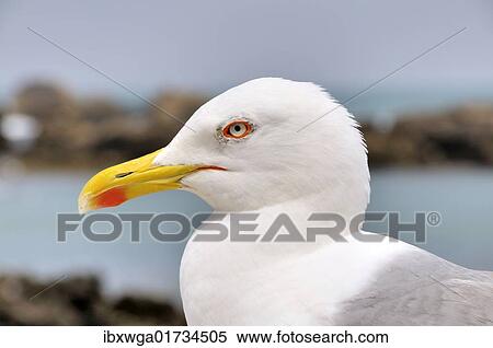 Stock Photography - "Yellow-legged Gull (Larus michahellis), portrait". Fotosearch