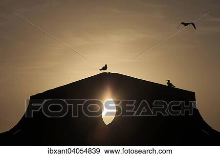 "Yellow-legged Gulls (Larus michahellis) at the harbour wall at sunset, Skala du Port fortress, Essaouira, Morocco, Africa" View Large Photo Image Stock Photo - "Yellow-legged Gulls (Larus michahellis) at the harbour wall at sunset, Skala du Port fortress, Essaouira, Morocco, Africa". Fotosearch