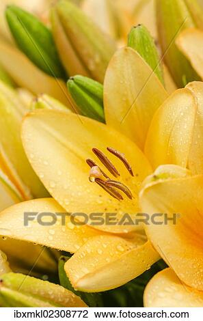 "Yellow lilies (Lilium), trumpet lilies, Germany, Europe" View Large Photo Image Stock Image - "Yellow lilies (Lilium), trumpet lilies, Germany, Europe". Fotosearch