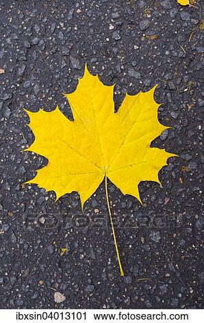 Yellow maple leaf on asphalt View Large Photo Image Stock Image - Yellow maple leaf on asphalt. Fotosearch