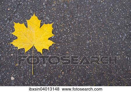 Yellow maple leaf on asphalt View Large Photo Image Stock Photo - Yellow maple leaf on asphalt. Fotosearch