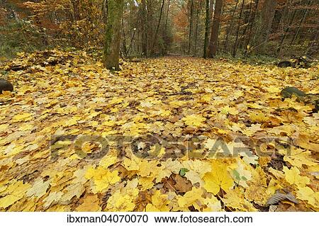 "Yellow maple leaves, autumnal forest road, river Isar, Geretsried, Upper Bavaria, Bavaria, Germany, Europe" View Large Photo Image Stock Image - "Yellow maple leaves, autumnal forest road, river Isar, Geretsried, Upper Bavaria, Bavaria, Germany, Europe". Fotosearch