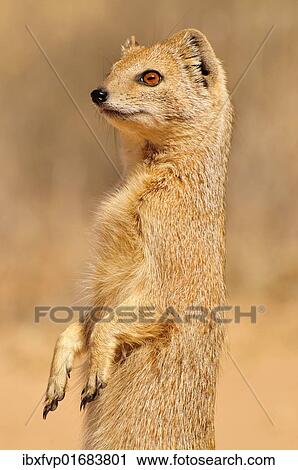 "Yellow Mongoose (Cynictis penicillata), Kgalagadi Transfrontier Park, Kalahari, South Africa, Africa" View Large Photo Image Stock Image - "Yellow Mongoose (Cynictis penicillata), Kgalagadi Transfrontier Park, Kalahari, South Africa, Africa". Fotosearch