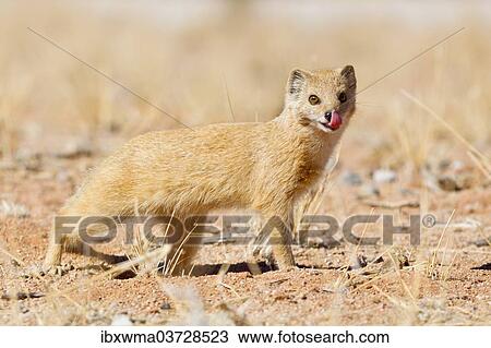 "Yellow Mongoose (Cynictis penicillata), Etosha National Park, Namibia, Africa" View Large Photo Image Stock Image - "Yellow Mongoose (Cynictis penicillata), Etosha National Park, Namibia, Africa". Fotosearch