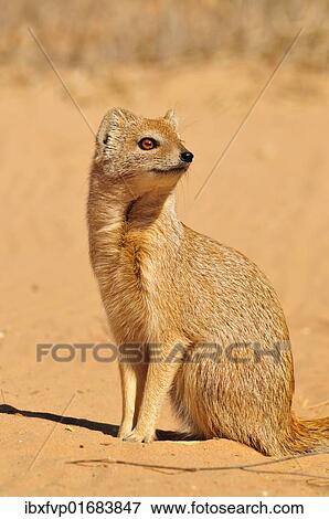 "Yellow Mongoose (Cynictis penicillata), Kgalagadi Transfrontier Park, Kalahari, South Africa, Africa" View Large Photo Image Stock Photo - "Yellow Mongoose (Cynictis penicillata), Kgalagadi Transfrontier Park, Kalahari, South Africa, Africa". Fotosearch