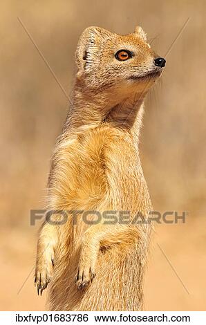 "Yellow Mongoose (Cynictis penicillata), Kgalagadi Transfrontier Park, Kalahari, South Africa, Africa" View Large Photo Image Stock Photograph - "Yellow Mongoose (Cynictis penicillata), Kgalagadi Transfrontier Park, Kalahari, South Africa, Africa". Fotosearch