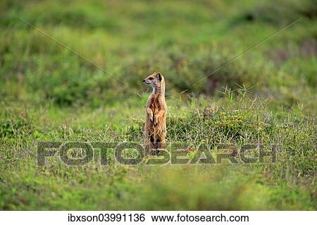 "Yellow Mongoose (Cynictis penicillata), adult standing upright, alert, Addo Elephant National Park, Eastern Cape, South Africa, Africa" View Large Photo Image Stock Photograph - "Yellow Mongoose (Cynictis penicillata), adult standing upright, alert, Addo Elephant National Park, Eastern Cape, South Africa, Africa". Fotosearch