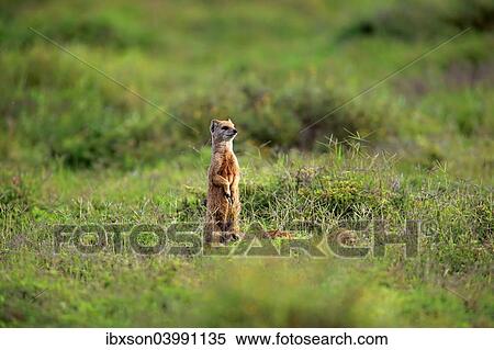 "Yellow Mongoose (Cynictis penicillata), adult standing upright, alert, Addo Elephant National Park, Eastern Cape, South Africa, Africa" View Large Photo Image Stock Photography - "Yellow Mongoose (Cynictis penicillata), adult standing upright, alert, Addo Elephant National Park, Eastern Cape, South Africa, Africa". Fotosearch