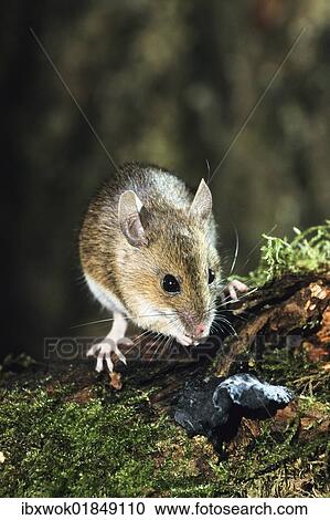 "Yellow-necked field mouse, or Yellow-necked mouse (Apodemus flavicollis), Bavaria, Germany, Europe" View Large Photo Image Stock Image - "Yellow-necked field mouse, or Yellow-necked mouse (Apodemus flavicollis), Bavaria, Germany, Europe". Fotosearch