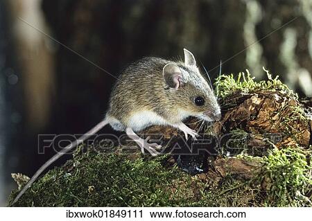 "Yellow-necked field mouse or Yellow-necked mouse (Apodemus flavicollis), Bavaria, Germany, Europe" View Large Photo Image Stock Image - "Yellow-necked field mouse or Yellow-necked mouse (Apodemus flavicollis), Bavaria, Germany, Europe". Fotosearch