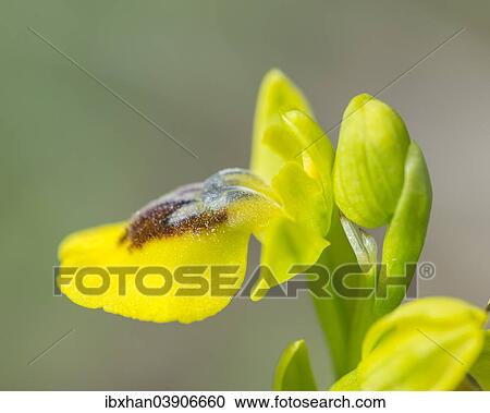 "Yellow Ophrys (Ophrys amarilla), Andalusia, Spain, Europe" View Large Photo Image Stock Image - "Yellow Ophrys (Ophrys amarilla), Andalusia, Spain, Europe". Fotosearch