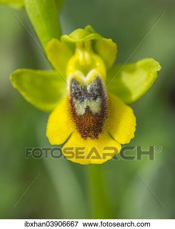 "Yellow Ophrys (Ophrys amarilla), Andalusia, Spain, Europe" View Large Photo Image Stock Photo - "Yellow Ophrys (Ophrys amarilla), Andalusia, Spain, Europe". Fotosearch