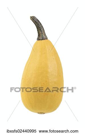 Stock Photography - "Yellow ornamental gourd, smooth". Fotosearch