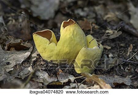 Stock Image - "Yellow Otidea fungus (Otidea concinna), inedible, Alsace, France, Europe". Fotosearch