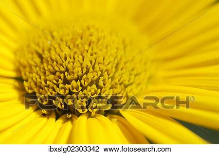 "Yellow ox-eye daisy (Buphthalmum salicifolium), detail view" View Large Photo Image Stock Image - "Yellow ox-eye daisy (Buphthalmum salicifolium), detail view". Fotosearch