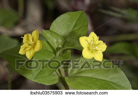 "Yellow Pimpernel (Lysimachia nemorum), Untergroningen, Abtsgmuend, Baden-Wurttemberg, Germany, Europe" View Large Photo Image Stock Image - "Yellow Pimpernel (Lysimachia nemorum), Untergroningen, Abtsgmuend, Baden-Wurttemberg, Germany, Europe". Fotosearch
