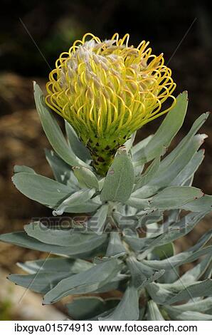 "Yellow Pincushion Protea (Leucospermum cordifolium), Cape Floral Kingdom, South Africa, Africa" View Large Photo Image Stock Image - "Yellow Pincushion Protea (Leucospermum cordifolium), Cape Floral Kingdom, South Africa, Africa". Fotosearch