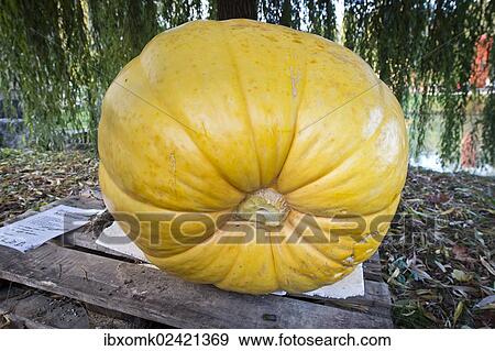 Stock Photo - "Yellow pumpkin (Cucurbita), Baden-Wuerttemberg, Germany, Europe". Fotosearch