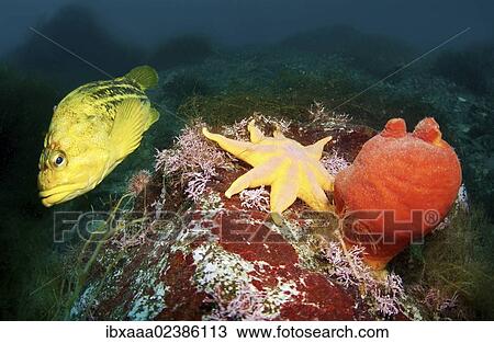 "Yellow Rockfish or Three-stripe Rockfish (Sebastes trivittatus), Pacific sun star (Solaster pacificus), Ascidian (Halocynthia aurantium), Japan Sea, Primorsky Krai, Russian Federation, Far East" View Large Photo Image Stock Image - "Yellow Rockfish or Three-stripe Rockfish (Sebastes trivittatus), Pacific sun star (Solaster pacificus), Ascidian (Halocynthia aurantium), Japan Sea, Primorsky Krai, Russian Federation, Far East". Fotosearch