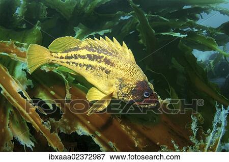"Yellow Rockfish or Three-stripe Rockfish (Sebastes trivittatus), Japan Sea, Far East, Primorsky Krai, Russian Federation" View Large Photo Image Stock Photo - "Yellow Rockfish or Three-stripe Rockfish (Sebastes trivittatus), Japan Sea, Far East, Primorsky Krai, Russian Federation". Fotosearch
