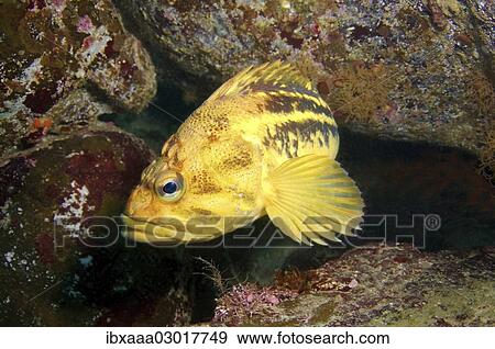 "Yellow Rockfish or Three-stripe Rockfish (Sebastes trivittatus), Sea of Japan, Far East, Primorsky Krai, Russian Federation, Sea of Japan, Russia, Europe" View Large Photo Image Stock Photo - "Yellow Rockfish or Three-stripe Rockfish (Sebastes trivittatus), Sea of Japan, Far East, Primorsky Krai, Russian Federation, Sea of Japan, Russia, Europe". Fotosearch