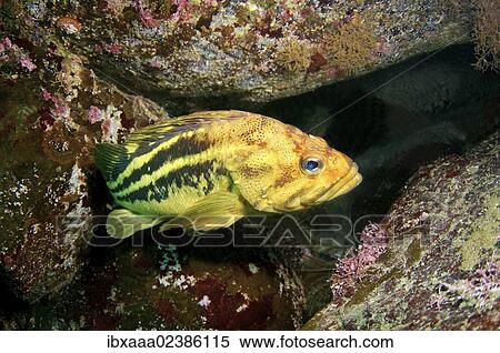 "Yellow Rockfish or Three-stripe Rockfish (Sebastes trivittatus), Japan Sea, Primorsky Krai, Russian Federation, Far East" View Large Photo Image Stock Photography - "Yellow Rockfish or Three-stripe Rockfish (Sebastes trivittatus), Japan Sea, Primorsky Krai, Russian Federation, Far East". Fotosearch