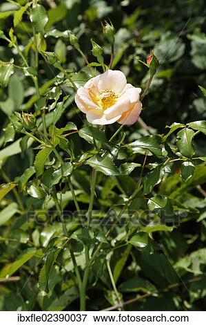 Yellow rose (Rosa) View Large Photo Image Stock Photo - Yellow rose (Rosa). Fotosearch