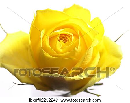 Yellow rose (Rosa) View Large Photo Image Stock Photo - Yellow rose (Rosa). Fotosearch
